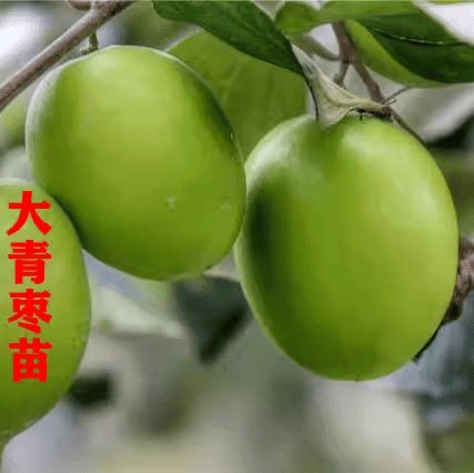 台湾青枣苗牛奶枣蜜丝枣特大果可盆栽地栽庭院种植正宗嫁接苗包邮