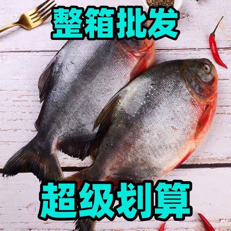 顺丰送货上门特大号整箱鲜活速冻红鲳鱼肉厚刺少营鲜美