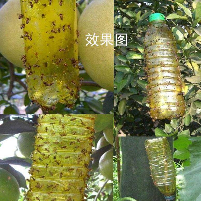 Fruits and vegetables Drosophila melanogaster Sticky board simple fruit Bug Fruits and vegetables Trapping agent Mandarin Vegetable Guo Chang Tit for tat Fly Stickin the Flower delivery/Flowers simulation/Plants gardening , Gardening supplies , Other Garden Supplies  category - from Buy2taobao.com to provide professional Taobao agent buy service