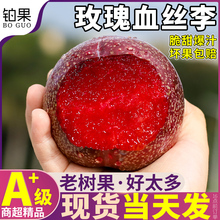 老树果 5斤红心玫瑰血丝李恐龙蛋新鲜水果李子孕妇当季整箱包邮大
