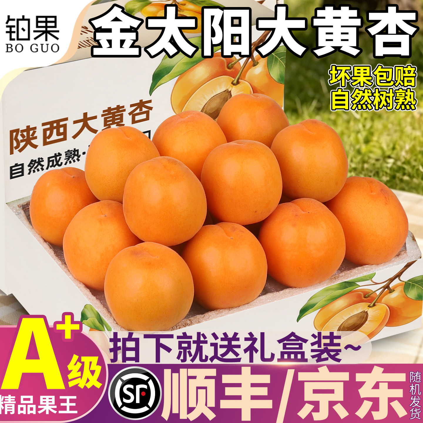 礼盒装陕西大黄杏子新鲜水果现摘当季整箱包邮金太阳酸贵妃孕妇