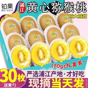 正宗四川黄心猕猴桃30枚大果新鲜孕妇水果中秋礼盒奇异果金果包邮
