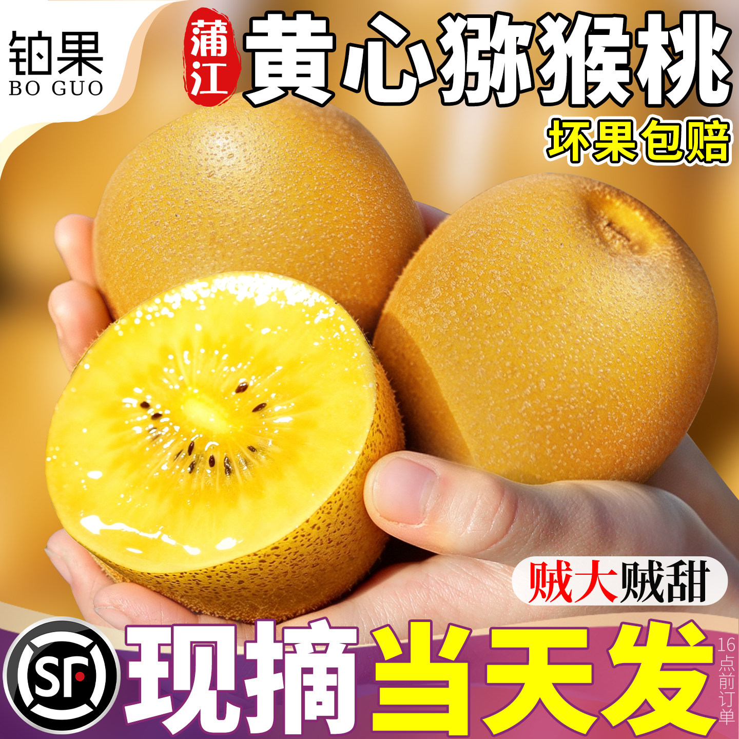 铂果顺丰蒲江黄心猕猴桃树熟现摘