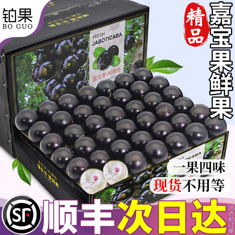 顺丰包邮嘉宝果树葡萄5斤新鲜水果当季提子大果整箱孕妇鲜果礼盒9