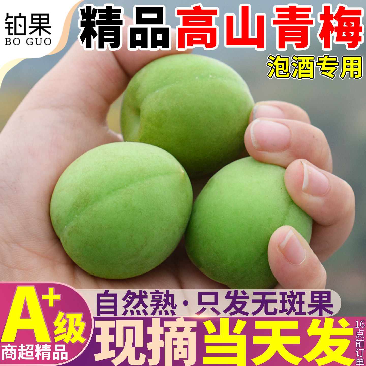 正宗青梅鲜果15斤新鲜现摘泡酒专用梅子鲜果诏安泡酒水果大果包邮