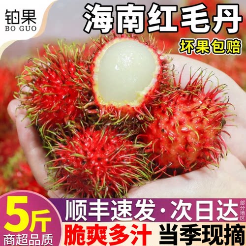 顺丰次日达！5斤海南新鲜红毛丹