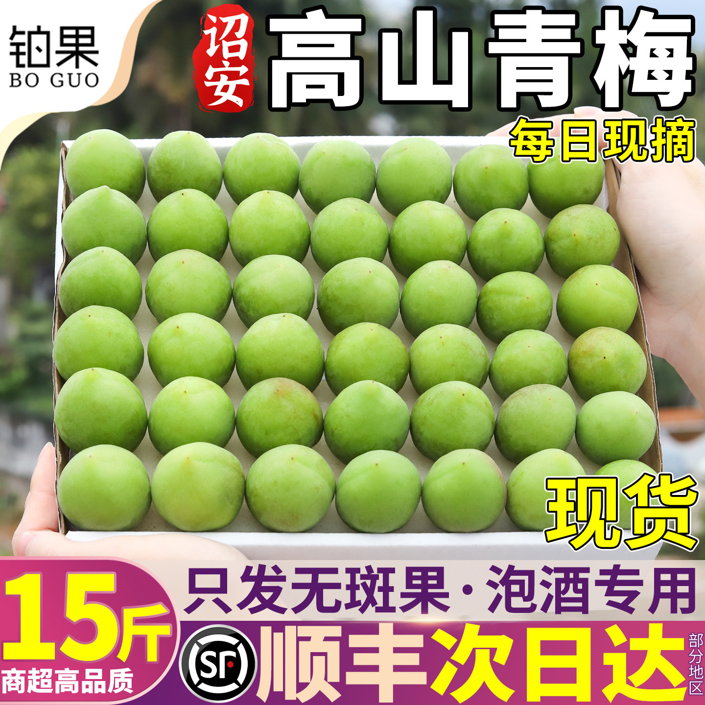 顺丰青梅鲜果15斤诏安现摘泡酒专用梅子当季小白胭脂清梅大果包邮