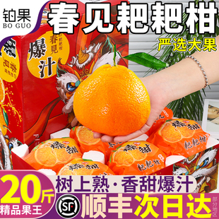 顺丰礼盒四川春见耙耙柑20斤新鲜水果橘子当季整箱现摘发货包邮甜