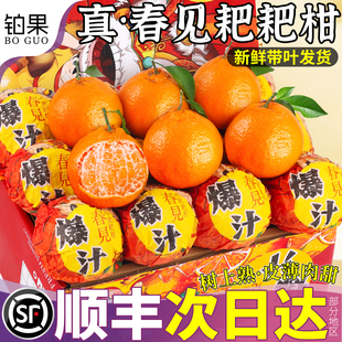 顺丰正宗四川春见耙耙柑9斤橘子水果新鲜当季包邮整箱礼盒桔子10