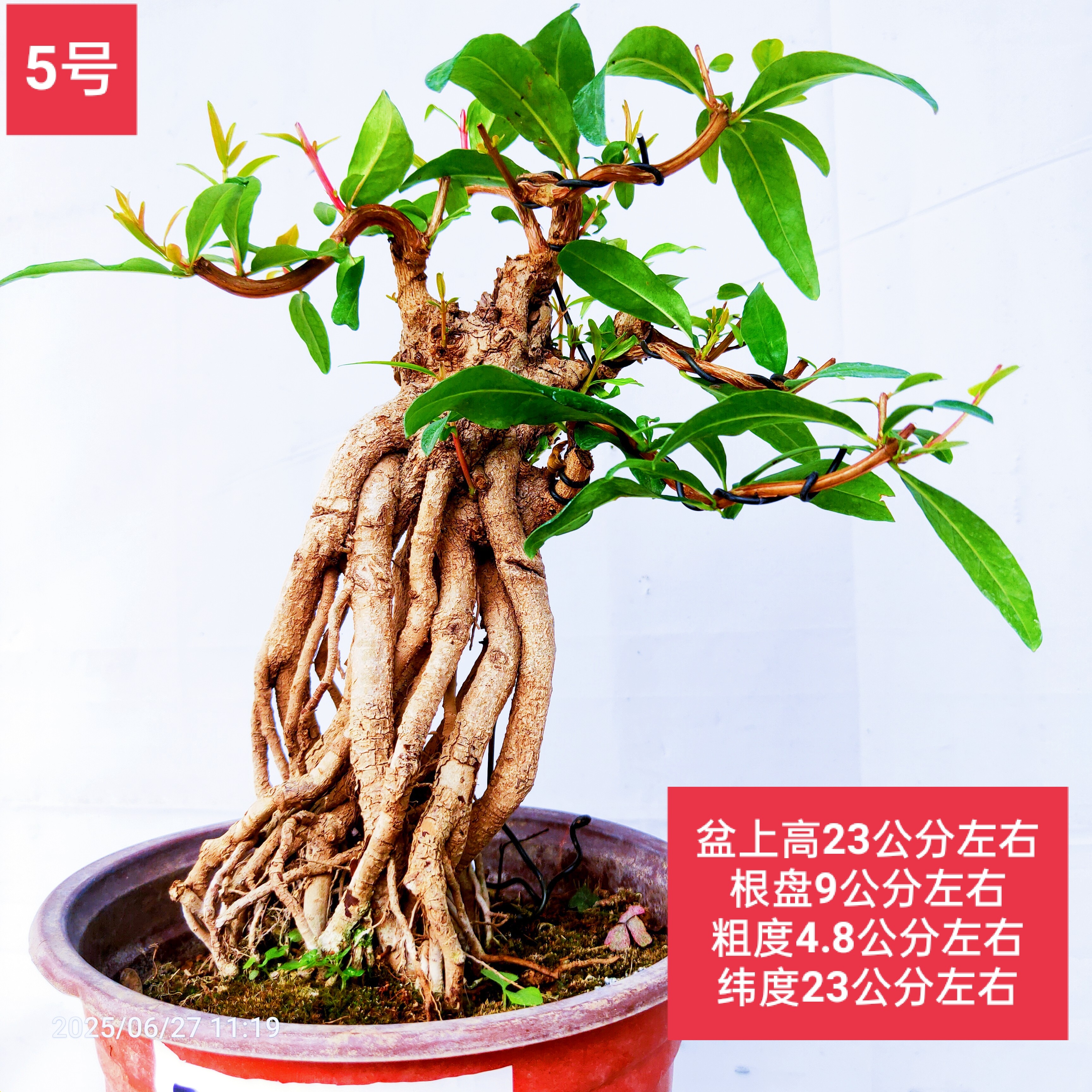 石榴树盆景高提根造型提根式老桩花石榴果石榴盆栽寓意吉祥旺宅