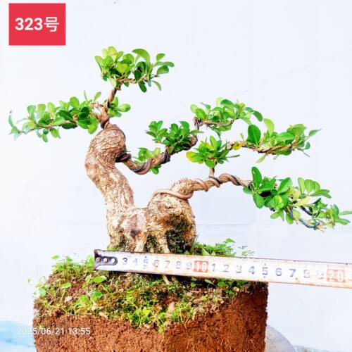 精品瓜子黄杨童子功中型卧杆临水斜杆常青白皮阳台庭院客厅易成活