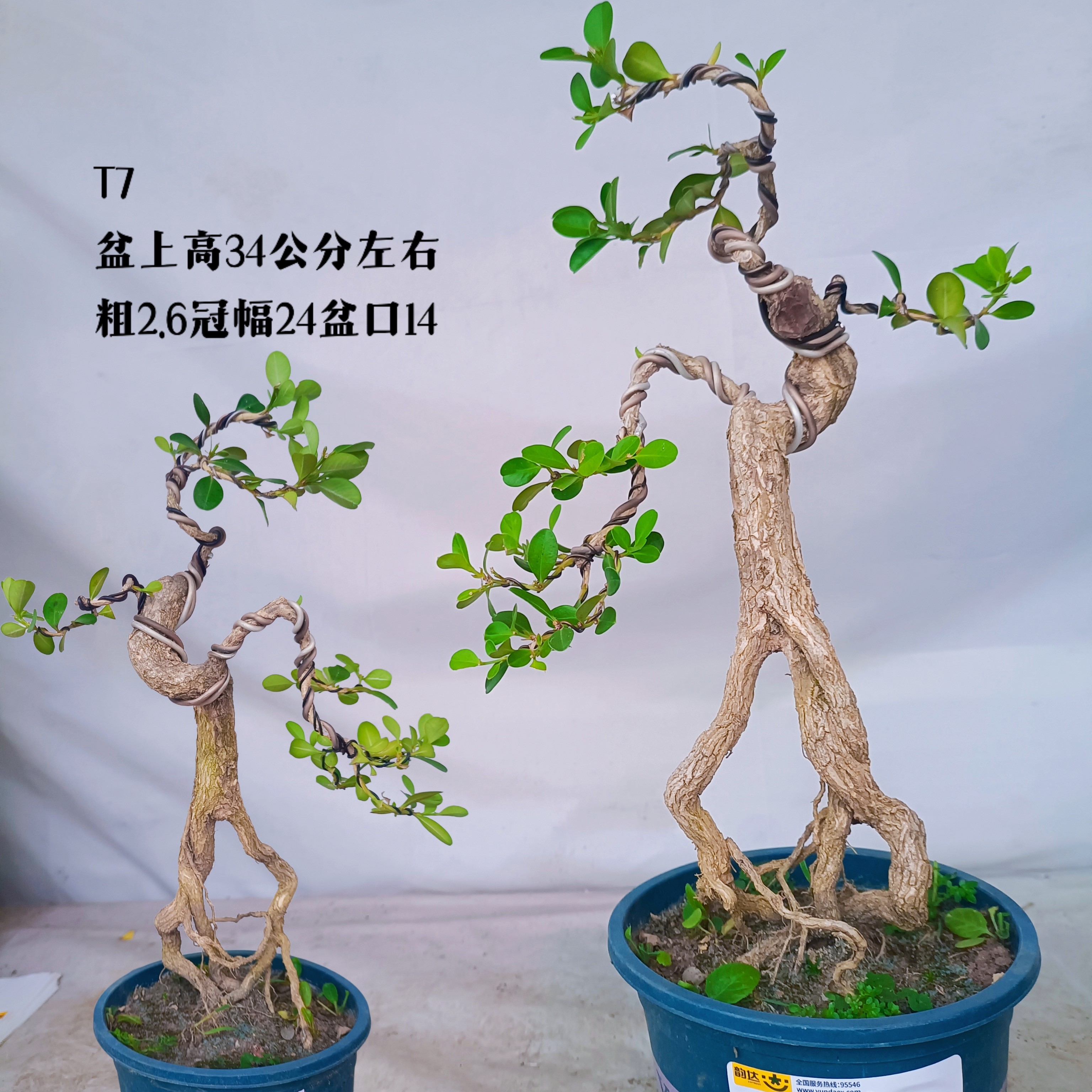 江苏白皮瓜子黄杨盆景提根中小型老熟桩四季常青阳台客厅绿植盆栽