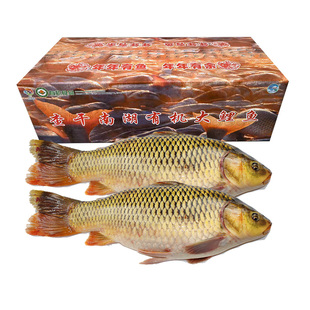 查干湖有机大鲤鱼9斤整箱年货节年礼节送礼盒