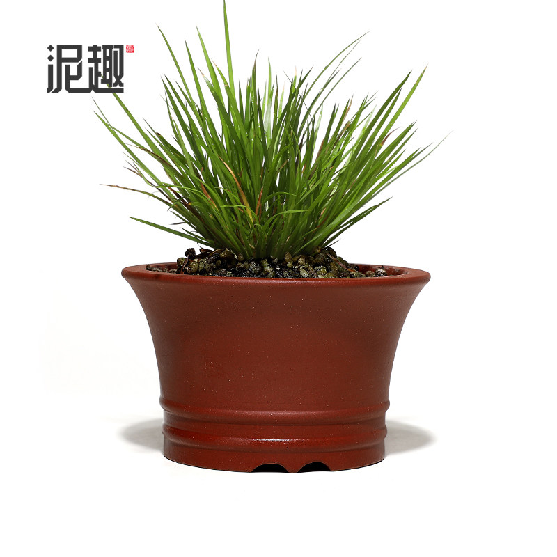 〔长青〕宜兴紫砂花盆古典菖蒲多肉微型万象盆景手工双线玉带圆盆