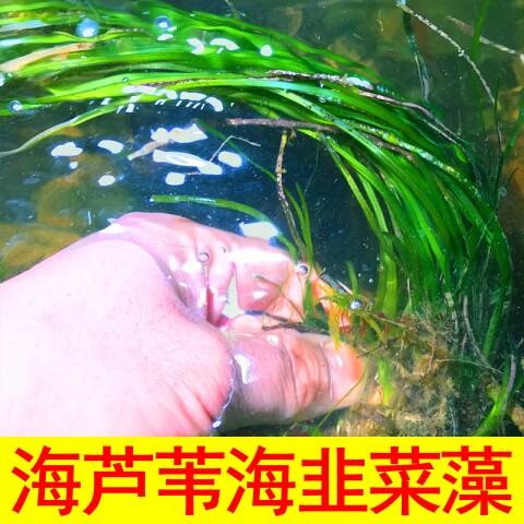 海芦苇藻海韭菜水藻活海藻海草水草火焰藻钢丝羽毛鹿角绿红葡萄
