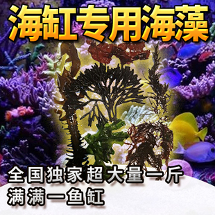 包邮海水鱼缸造景水藻活海藻水草海草藻缸火焰高等藻红绿葡萄钢丝