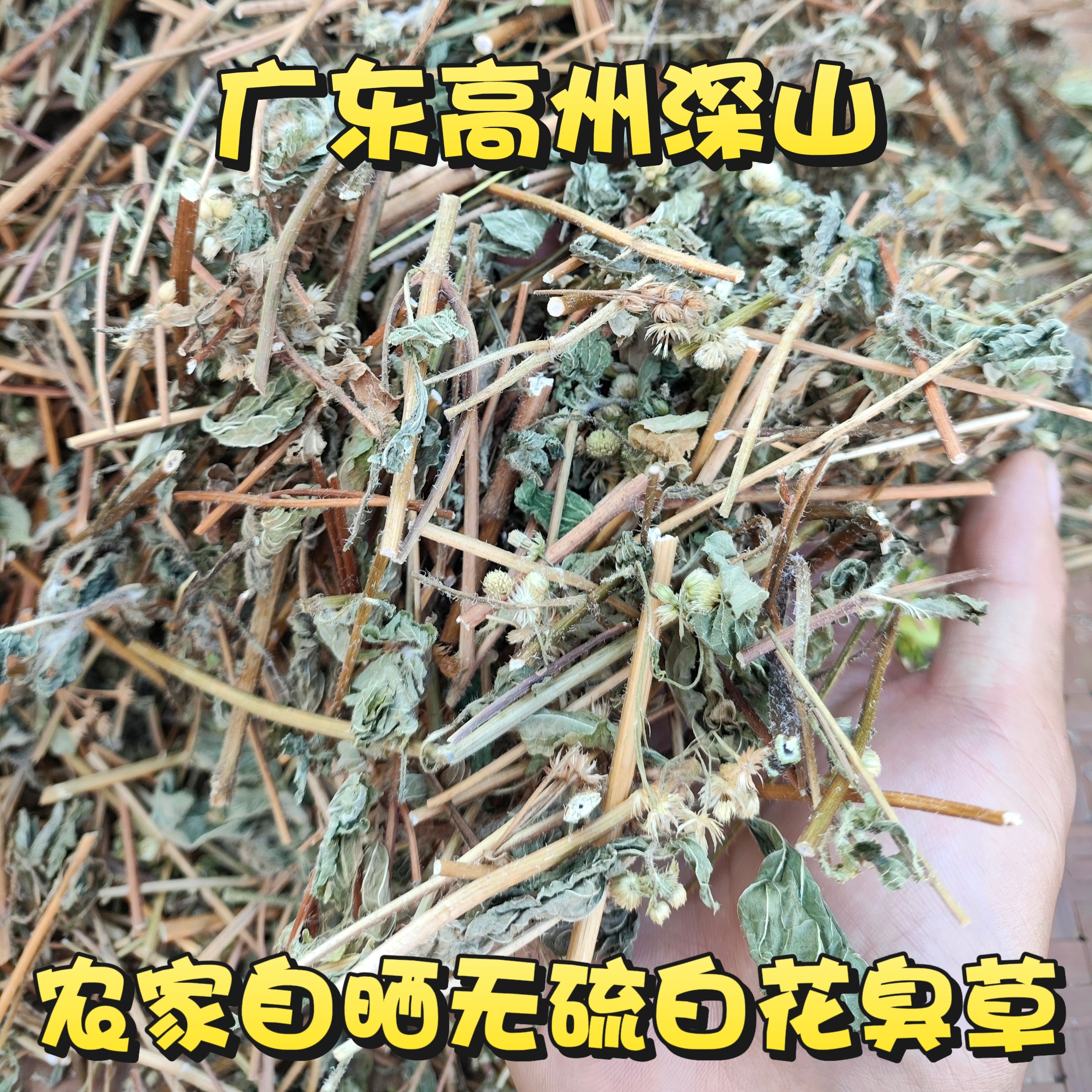 新鲜晒干野生白花臭草500g大叶白花香草霍香蓟胜红蓟草咸虾花包邮