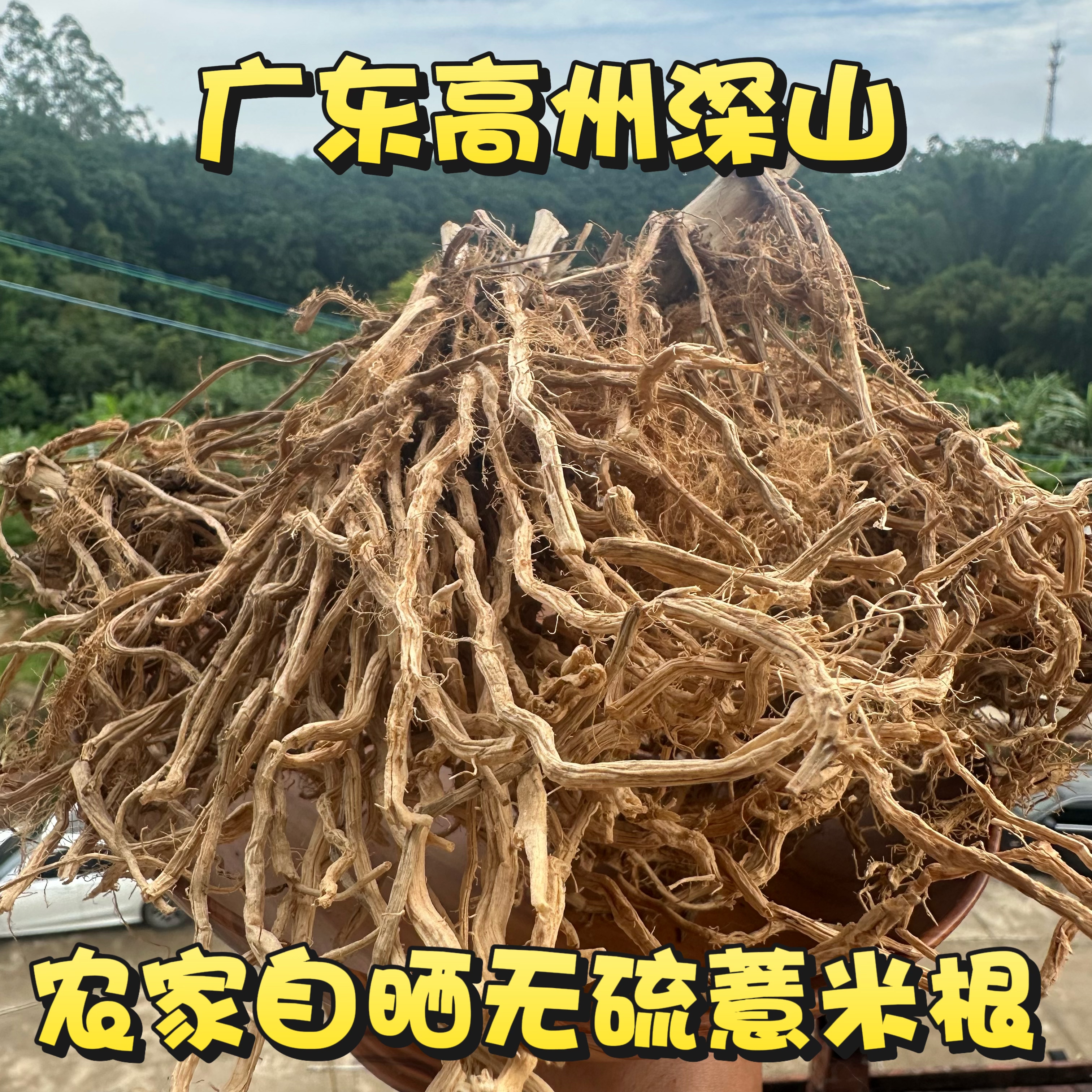 薏苡根干品尿珠子根500g现挖新鲜广东茂名薏米根五谷根薏仁根包邮