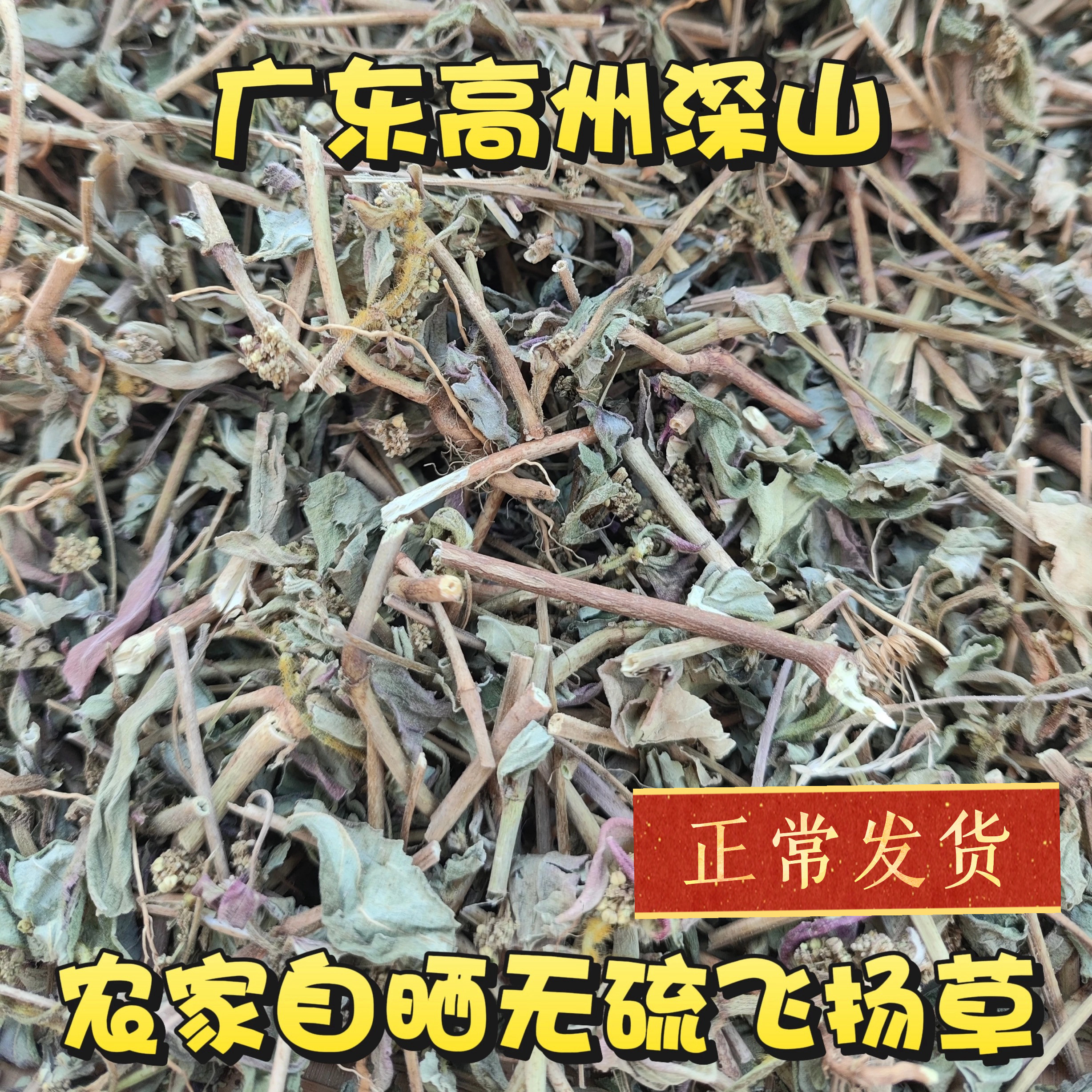 大飞扬草广东野外新货干品500克  新晒大乳汁草节节花 飞扬草包邮