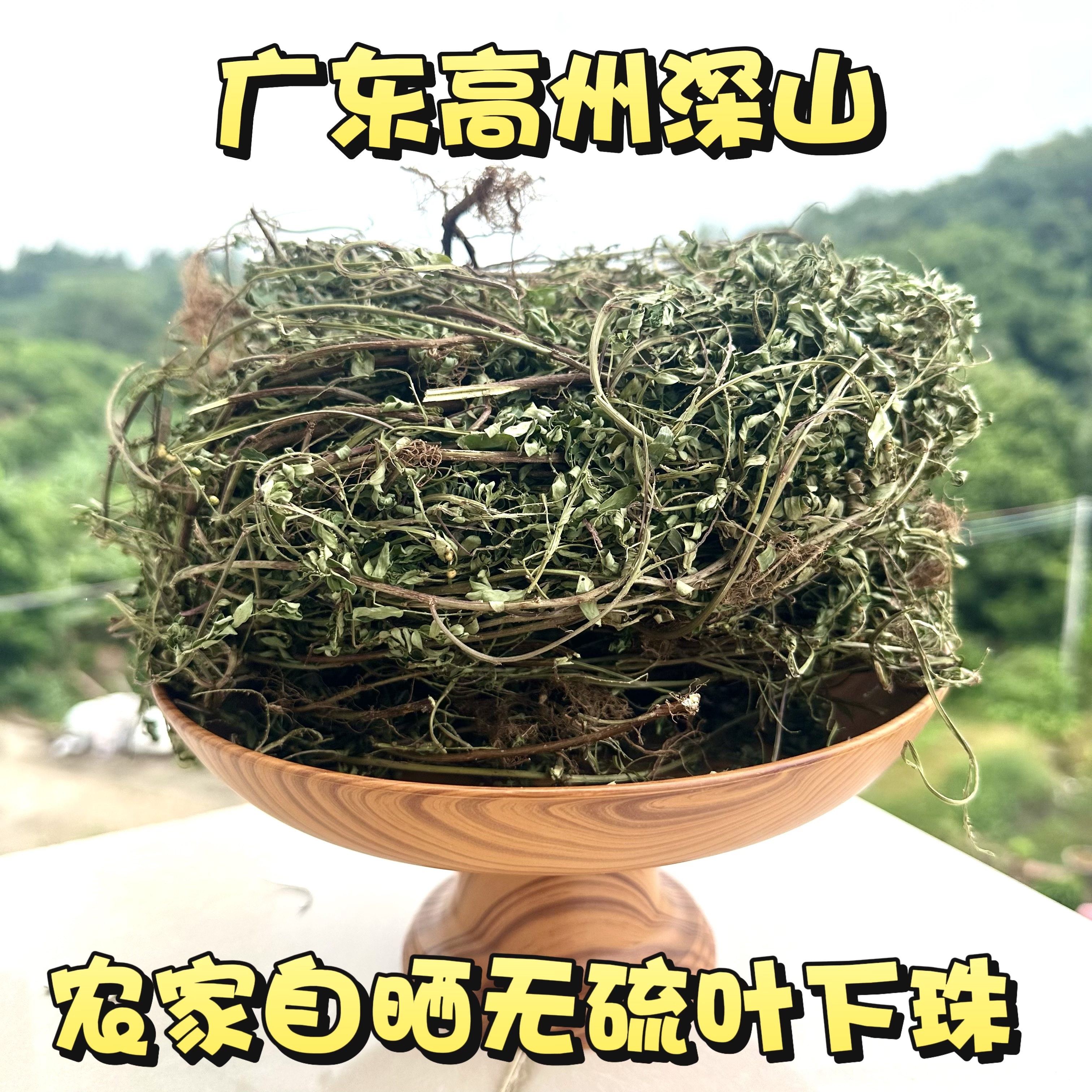 广东中草药野生叶下珠新晒珍珠草干货龙珠珠仔草整株全草带根包邮