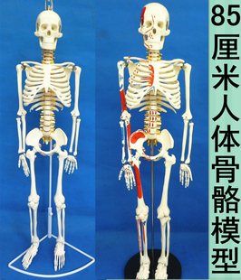 医用人体骨骼模型人体脊椎骨架医用脊柱标本小人全身骨模型85厘米