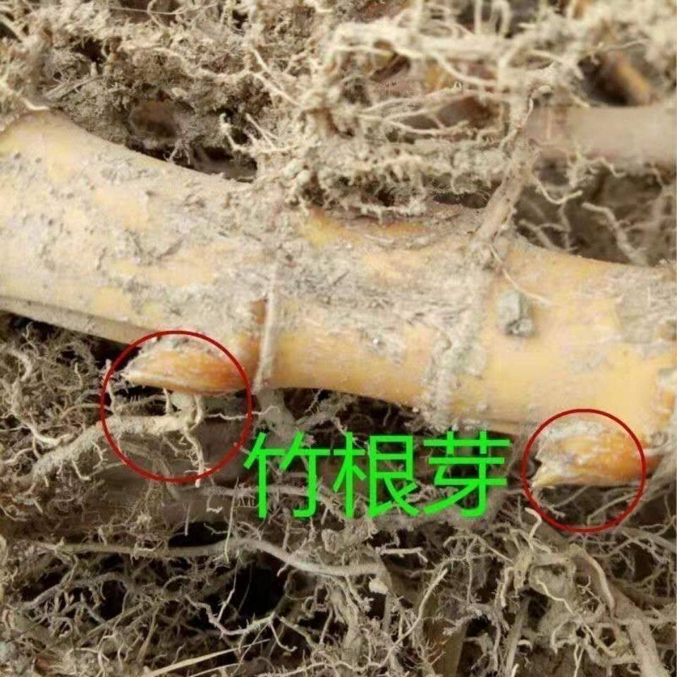 大型楠竹根苗毛竹鞭种苗庭院种植