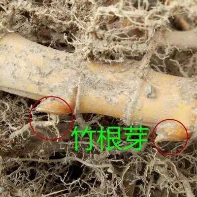 大型楠竹根苗毛竹鞭种苗庭院种植竹根竹鞭苗园林户外常青