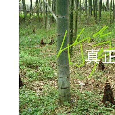 大型竹子苗楠竹苗毛竹苗楠竹种苗食用竹笋苗庭院户外四季长青种植