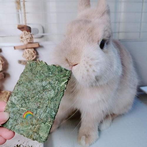 月婷儿蒲公英菊苣脆脆零食荷兰猪