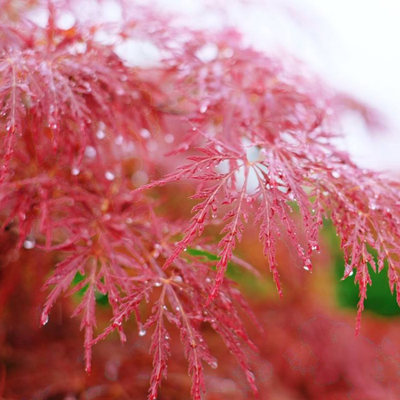 园林绿花苗木庭院植物花卉日本红枫苗羽毛枫树苗稻叶红羽毛枫树苗