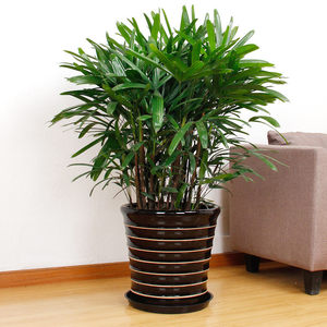 【耐寒耐旱植物室外图片】耐寒耐旱植物室外图