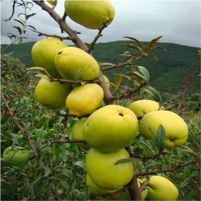 天香木瓜树苗大树宣木瓜木瓜果树南方北方种植地栽木瓜苗当年结果
