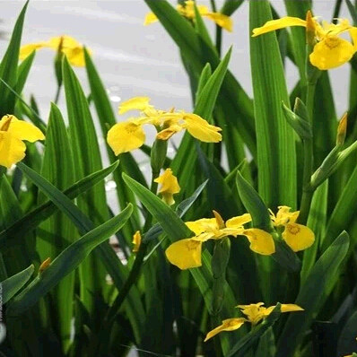 地被植物鸢尾苗蝴蝶兰花园庭院绿化类花卉室内盆栽观花植物蓝蝴蝶