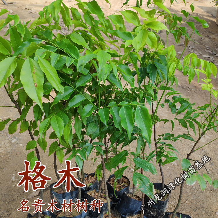 正宗珍贵硬材红木树种广西格木苗,斗登凤庭院常绿名贵树铁木树苗