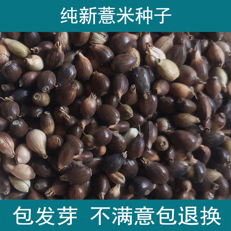 薏米种子草珠子薏苡仁小薏米籽薏仁米薏米仁种子种植简单管理省事