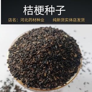 桔梗种子桔梗子中药材种子 狗宝菜种子 桔梗籽桔梗花种子包发芽率