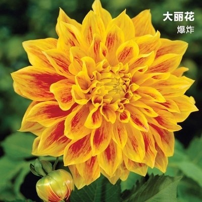 工程室内外球根花卉多年生庭院种植根茎地瓜花树状四季大丽花种球在类目 鲜花速递/花卉仿真/绿植园艺, 花卉/绿植盆栽（新）, 花卉中 - 来自Buy2taobao.com提供专业的淘宝代购服务