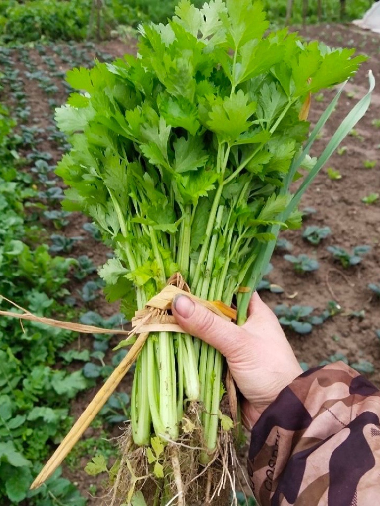 湖南本地农家老品种土芹菜