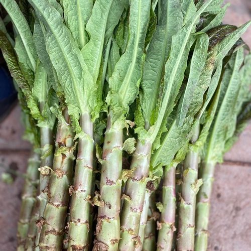 农家绿肉莴笋叶子可以吃