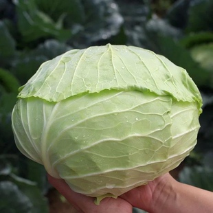 湖南衡阳农家自种牛手撕包菜菜卷芯菜春包包心菜新鲜蔬菜叶子菜