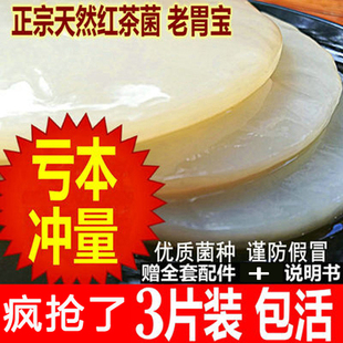 正宗红茶菌传统老胃宝菌种红茶菌种苗海宝醋蛾子发酵母液食用酵素