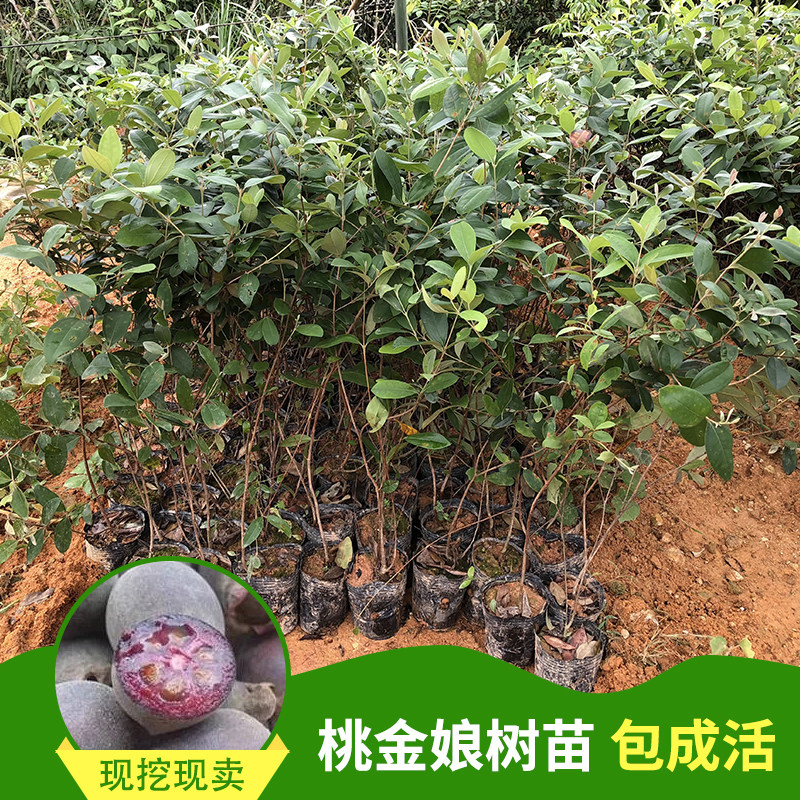 捻子树苗果树捻子果苗山捻子苗乌稔桃金娘苗山花烂漫果苗盆栽地栽