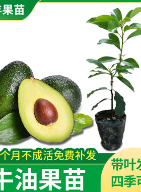 广西牛油果苗果树苗优质嫁接常绿