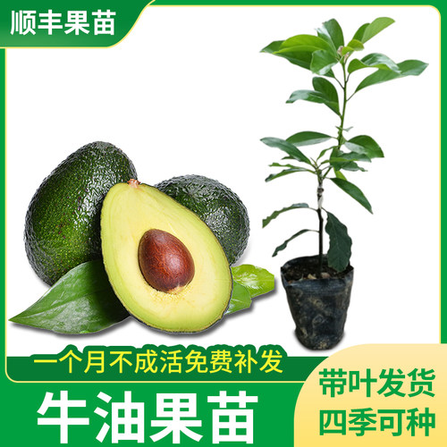 广西牛油果苗果树苗优质嫁接常绿