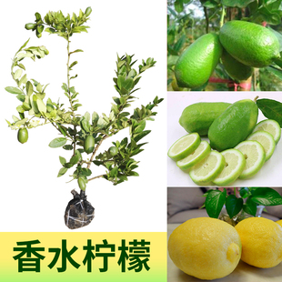 果树苗四季可种无籽青柠檬苗广东香水嫁接苗盆栽地栽带叶花带土发