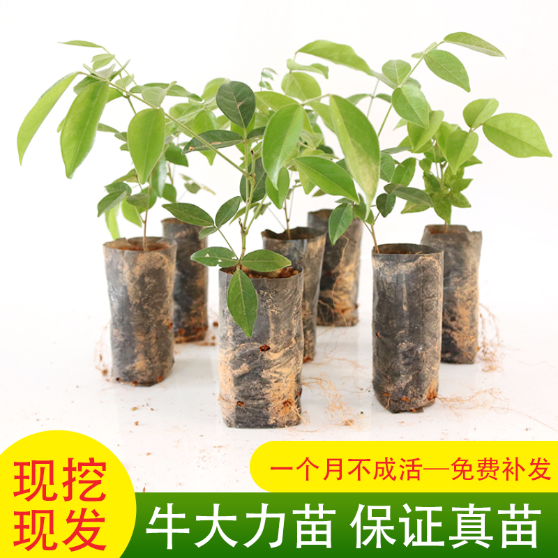 种苗牛大力苗带土好种