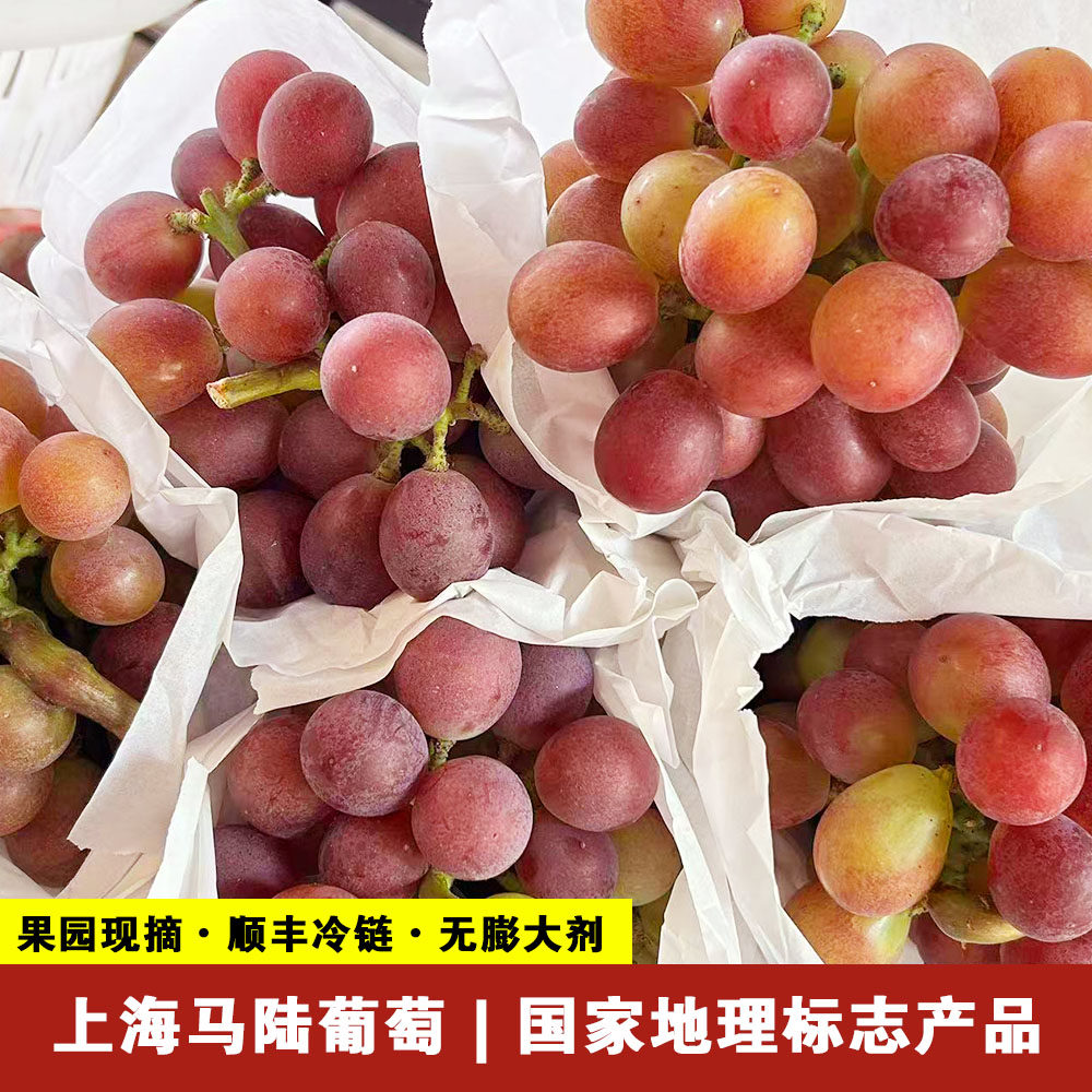 玫瑰葡萄 马陆葡萄绿色套袋营养葡萄红玫瑰葡萄上海包邮