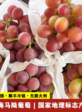 绿色套袋营养红玫瑰上海马陆葡萄