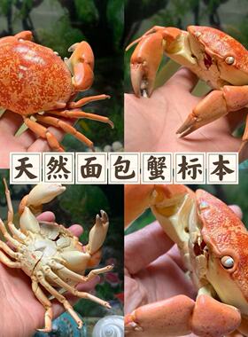真天然面包蟹标本大海螃蟹标本