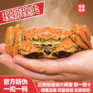 现货活蟹金御正宗阳澄湖大闸蟹螃蟹鲜活全母蟹3.5两大闸蟹礼盒